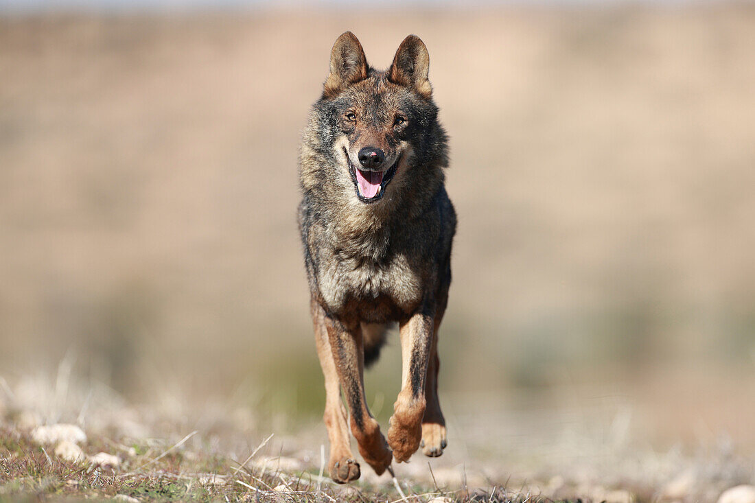 Iberian wolf in the Castilian steppe, Spain