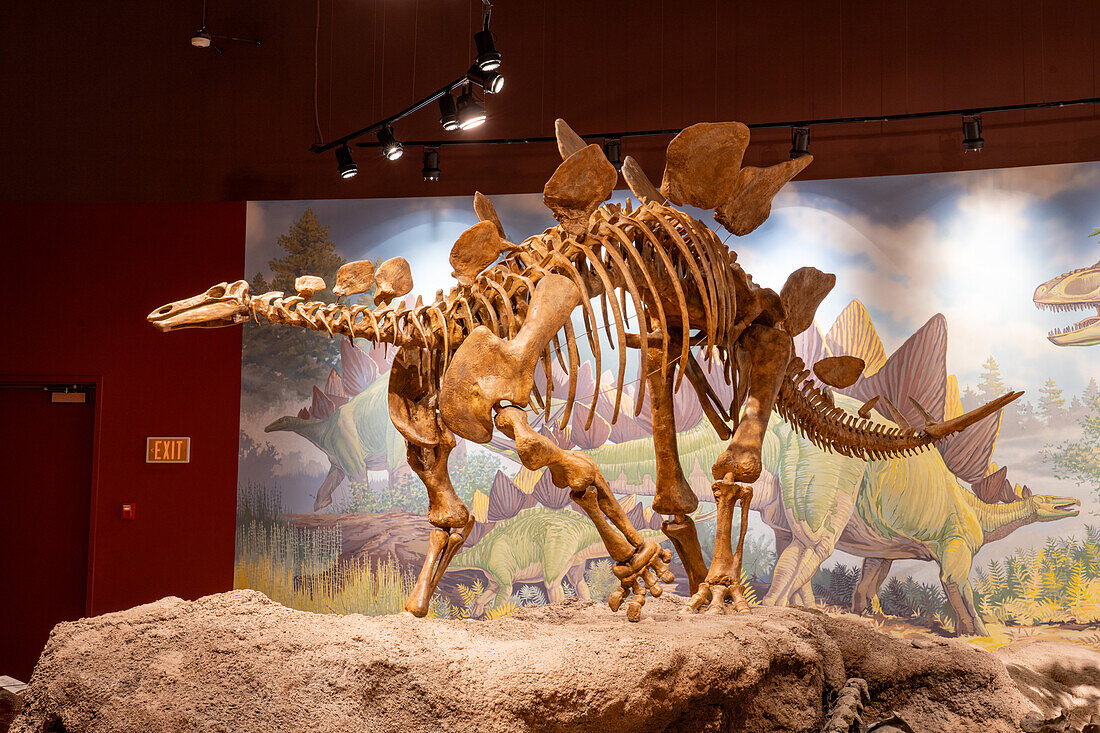 Skeletal cast of a Stegosaurus dinosaur in the Utah Field House of Natural History Museum. Vernal, Utah.