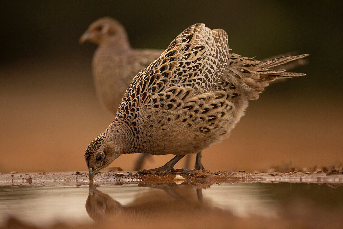 Drinking Pheasant (Phasianus colchicus), Spain