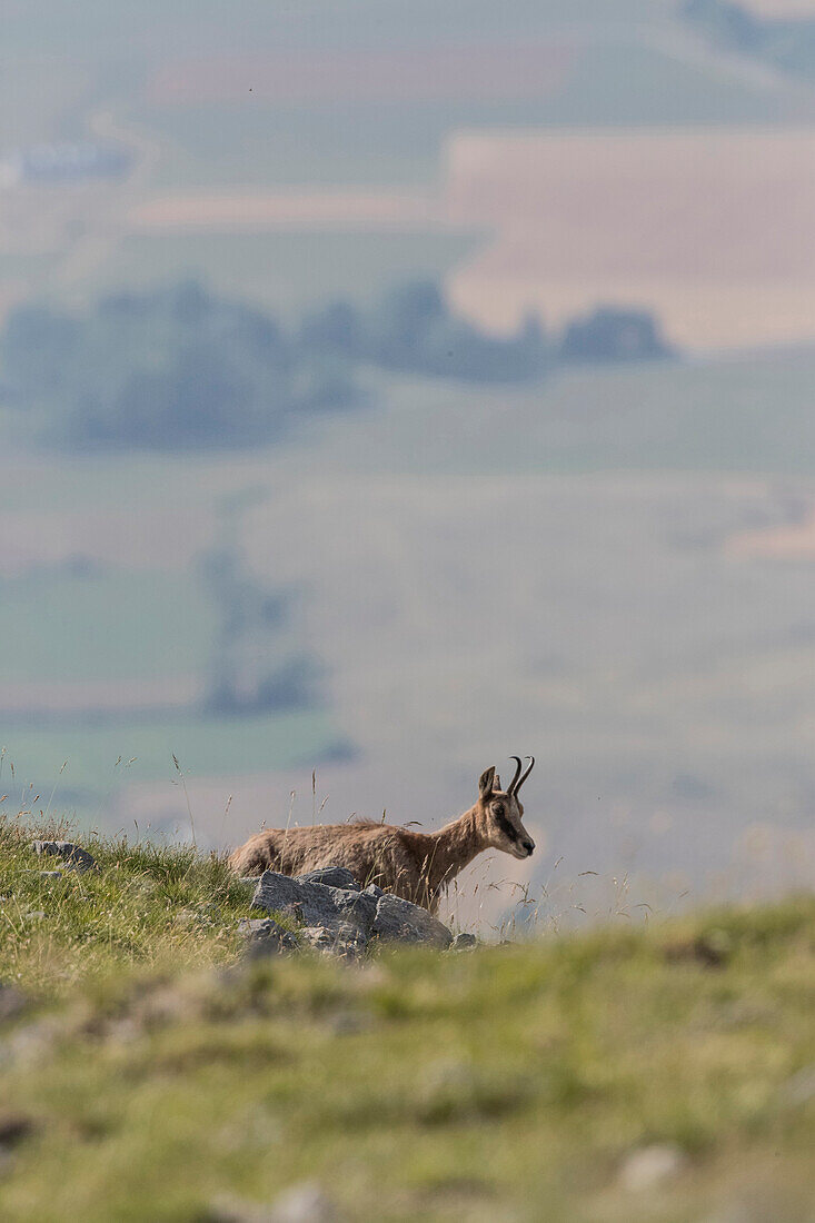 Chamis (Rupicapra Pyrenaica) on the Spanish Pyrenees, Spain