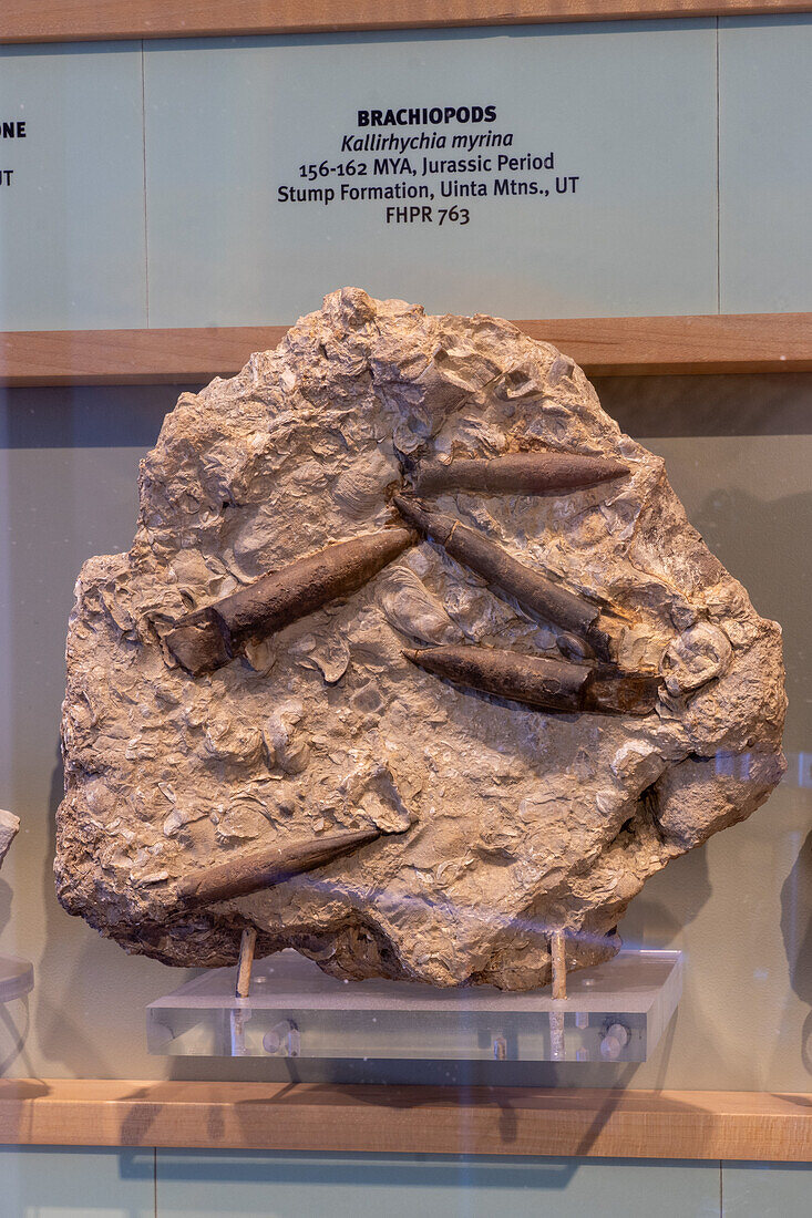 Fossilized marine brachiopods, Kallirhychia myrina, in the Utah Field House of Natural History Museum. Vernal, Utah.