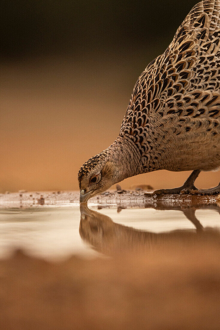 Drinking Pheasant (Phasianus colchicus), Spain