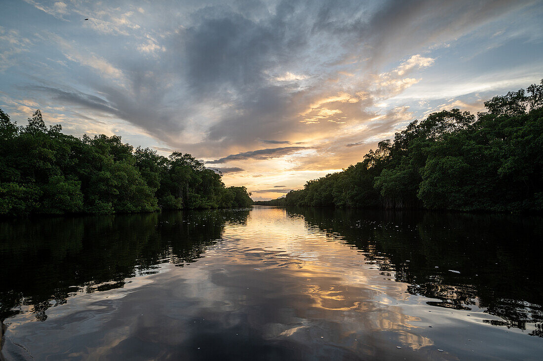 Fluss, der durch einen Sumpf fließt: Caroni Swamp. Trinidad und Tobago