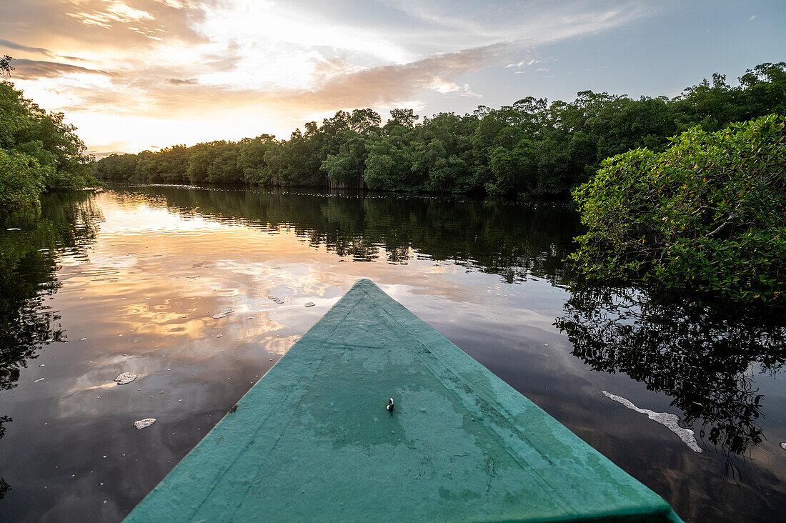 River that flows through a swamp Caroni Swamp. Trinidad and Tobago