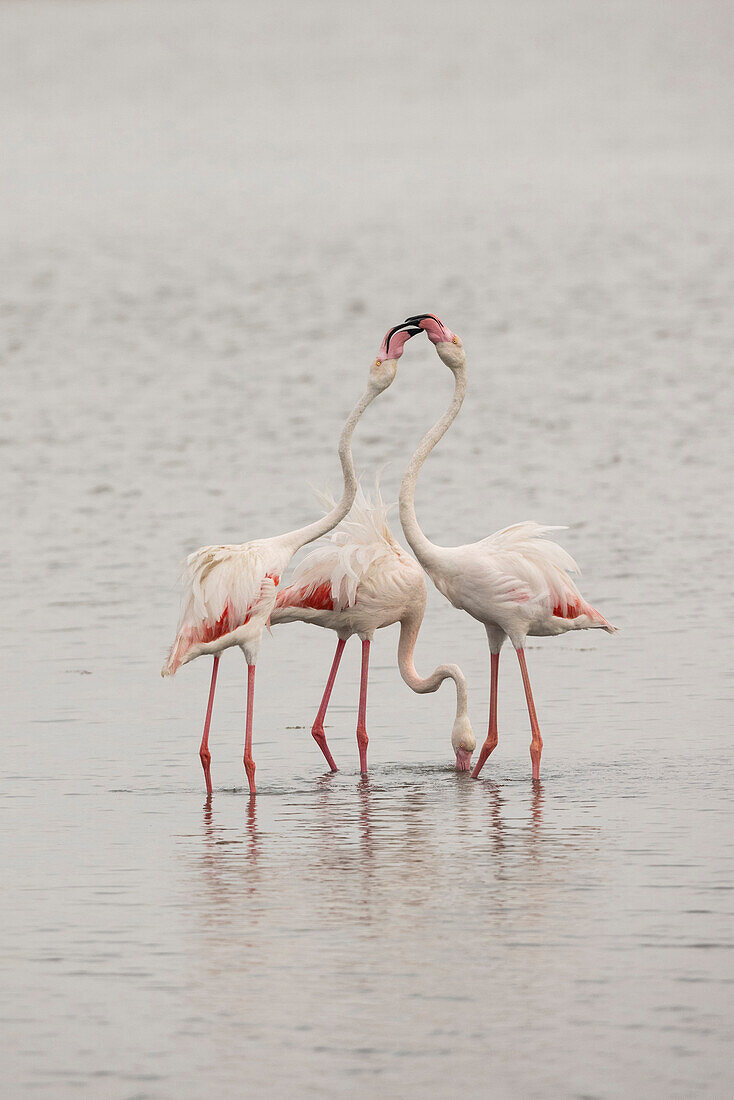 Rosa Flamingos, Ebro-Delta, Tarragona, Spanien