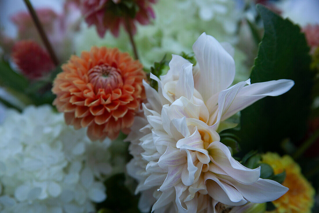 Assorted cut flowers