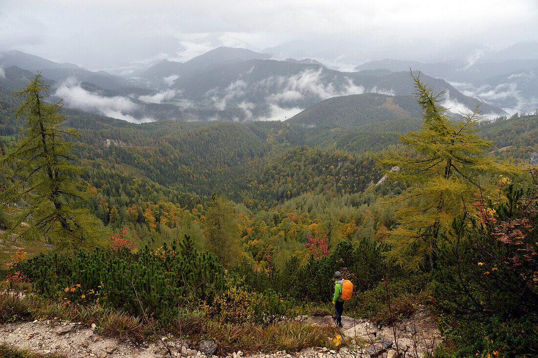 Austria,Styria,ENNSTAL Alps,lynx trail ,a man carrying a backpack is standing above a valley covered with pine tree forests wrapped in the mist