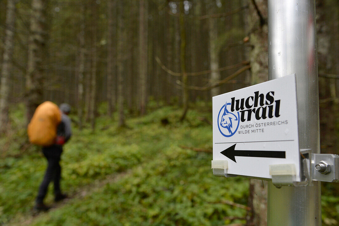 Austria,Styria,a man carrying an orange backpack walks through the woods ,on the foreground we see the mark of trail representing a lynx Der LUCHS TRAIL