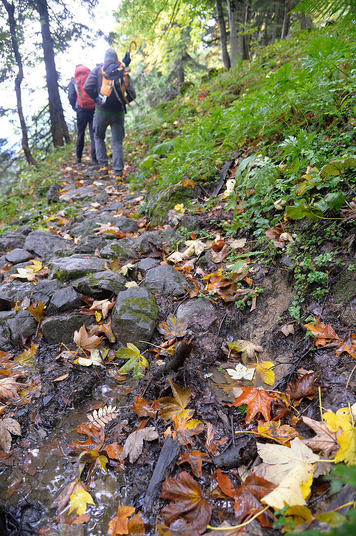 Austria,Styria,ENNSTAL Alps, two men hike on a trail covered with colorful automn leaves