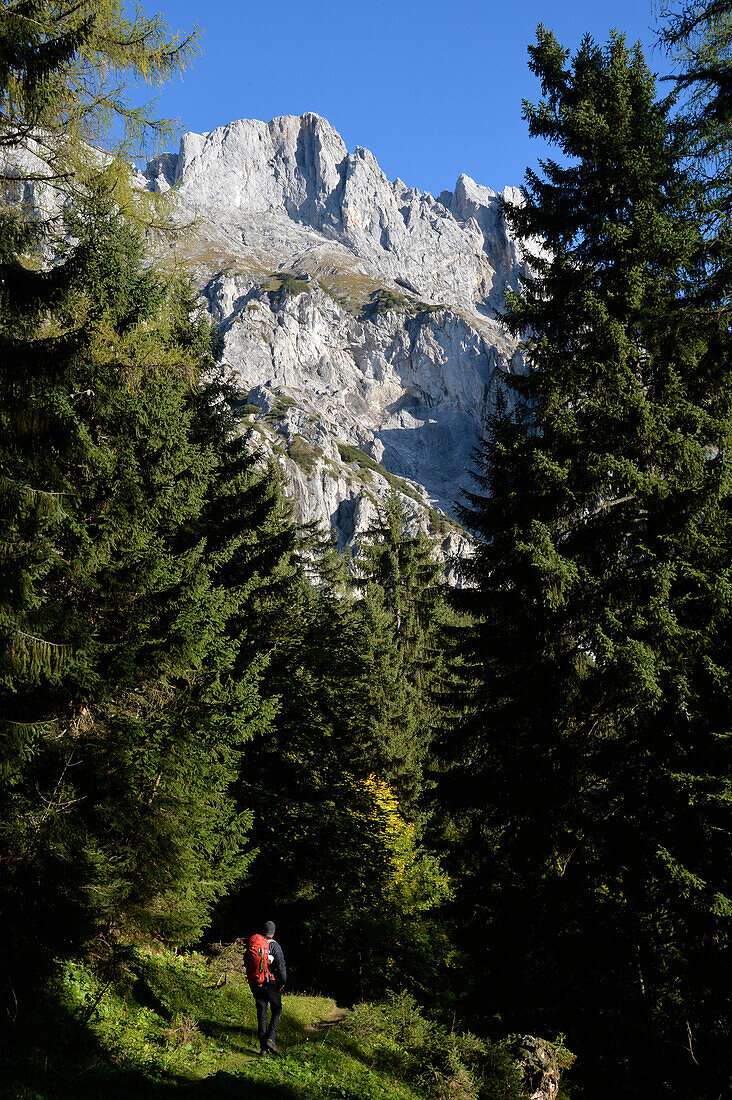 Austria,Styria,ENNSTAL Alps, a lonely man carrying a red backpack walks through a pine forest at the bottom of the Admonter Reichenstein limestone range 2251m