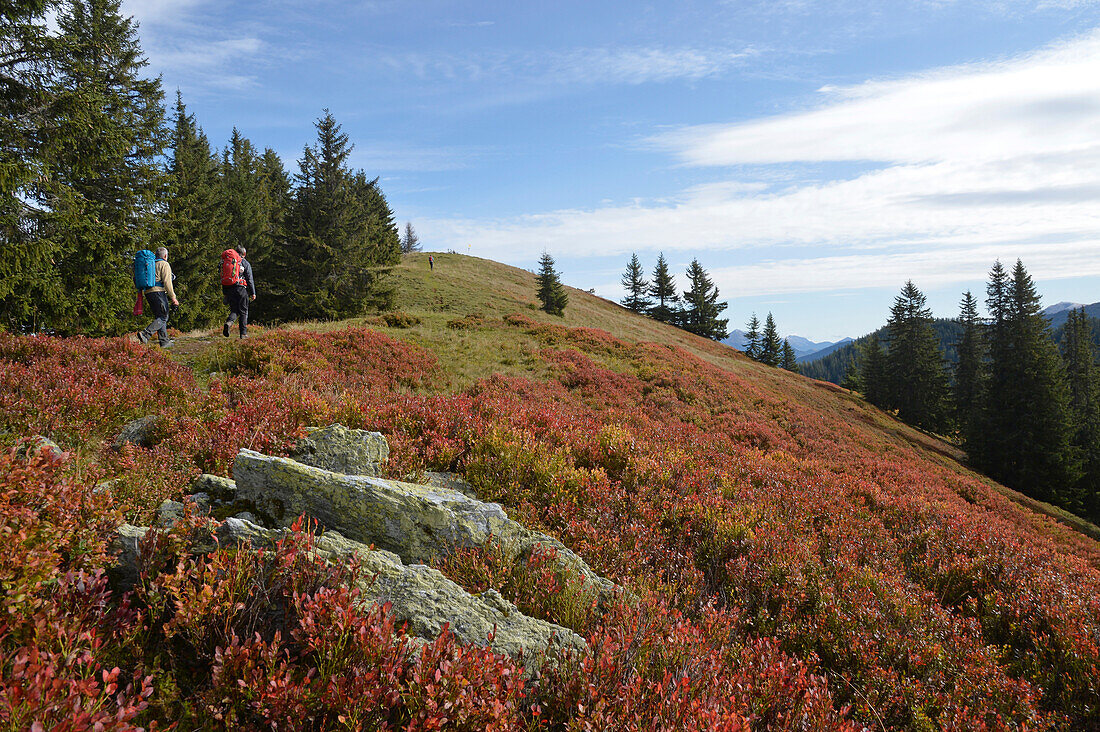 Austria,Styria,ENNSTAL Alps,lynx trail ,2 men carrying a backpack are hiking on a crest covered with red grass towards Johnsbach