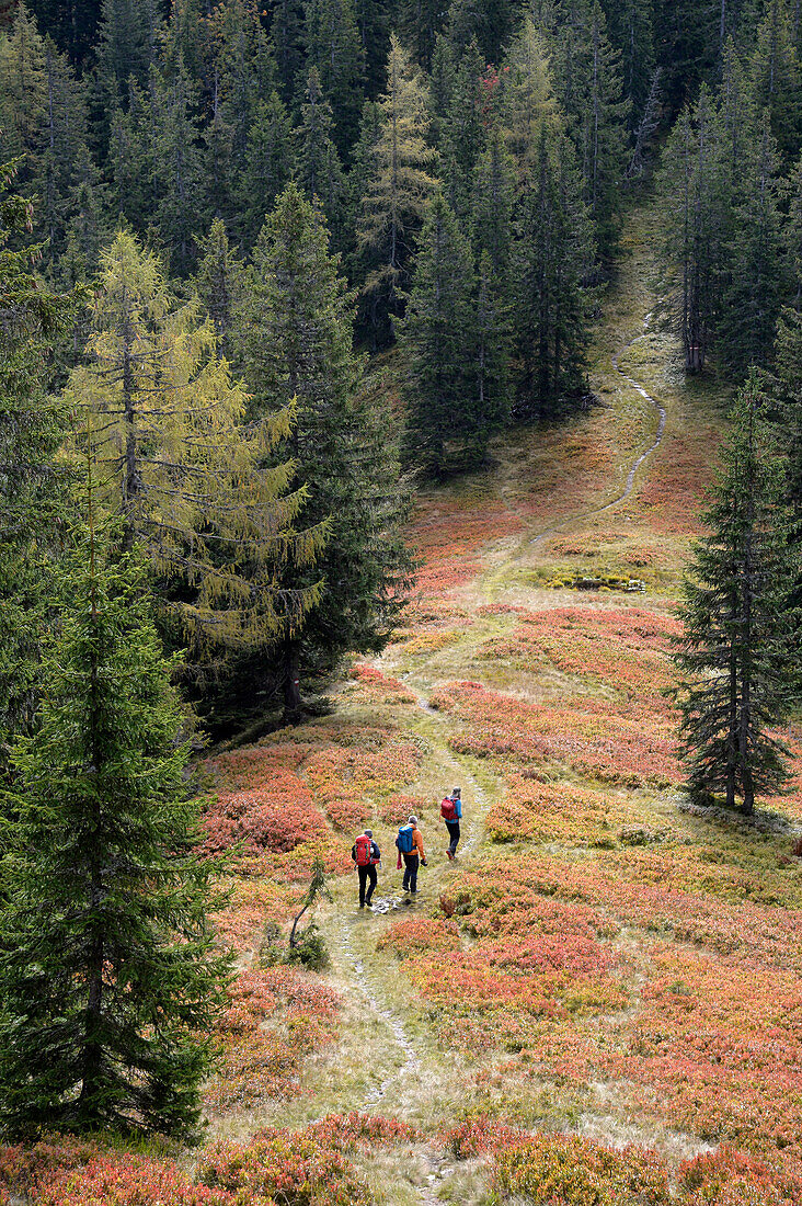 Austria,Styria,ENNSTAL Alps,Johnsbach valley,3 persons are hiking on a forest trail surrounded by dark pine trees towards Johnsbach valley.