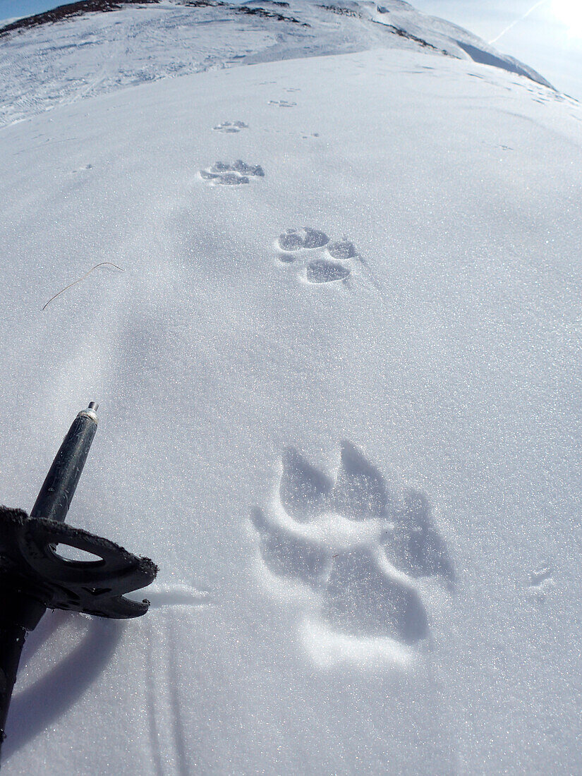 Österreich,Tirol,Wolfsfußspuren im Schnee