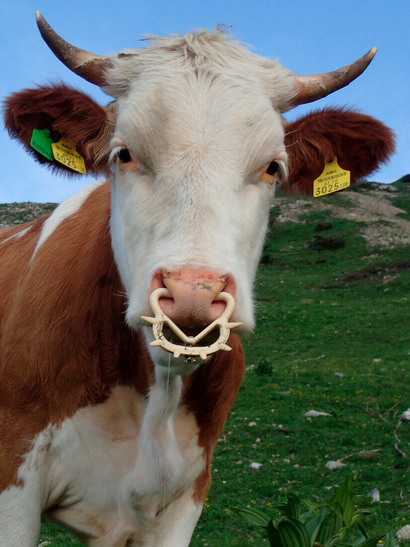 Österreich,eine junge Kuh trägt eine Plastikschnalle mit Stecknadeln in der Nase, um sie am Saugen zu hindern