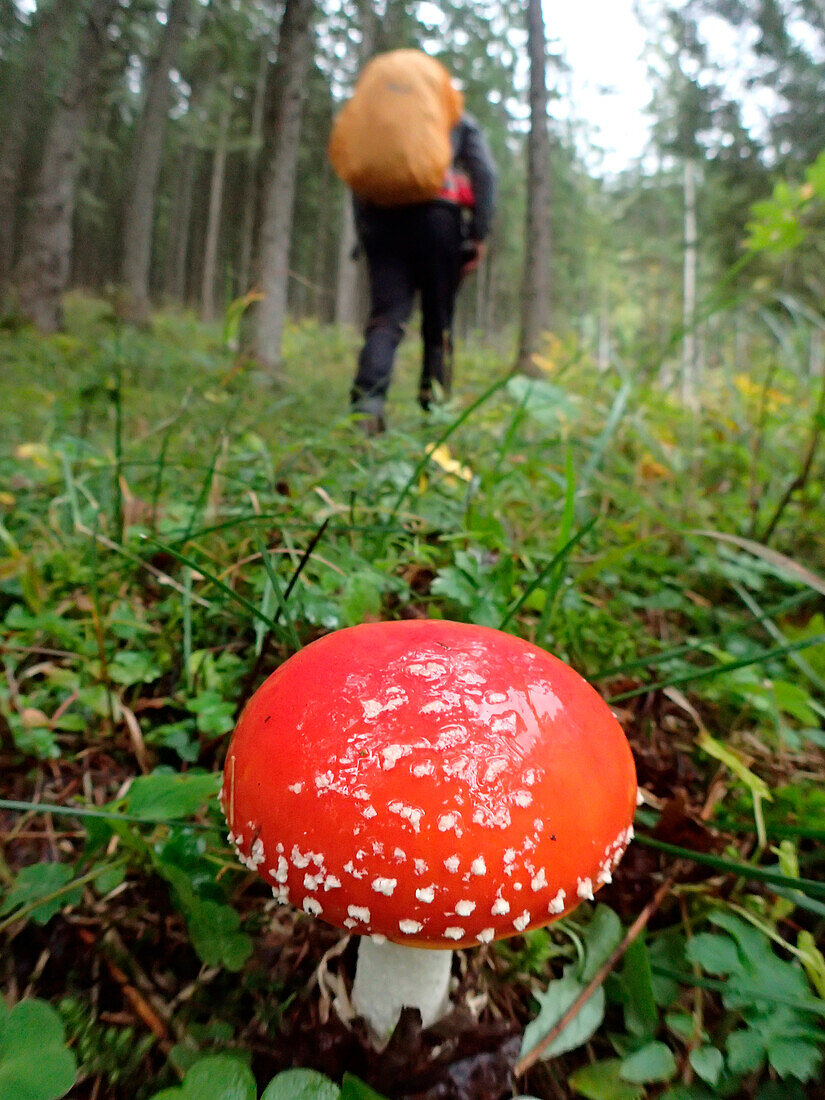 Austria,Styria,a man carrying an orange backpack walks through the woods ,on the foreground we see a beautiful fly agaric ,(Amanita muscaria)