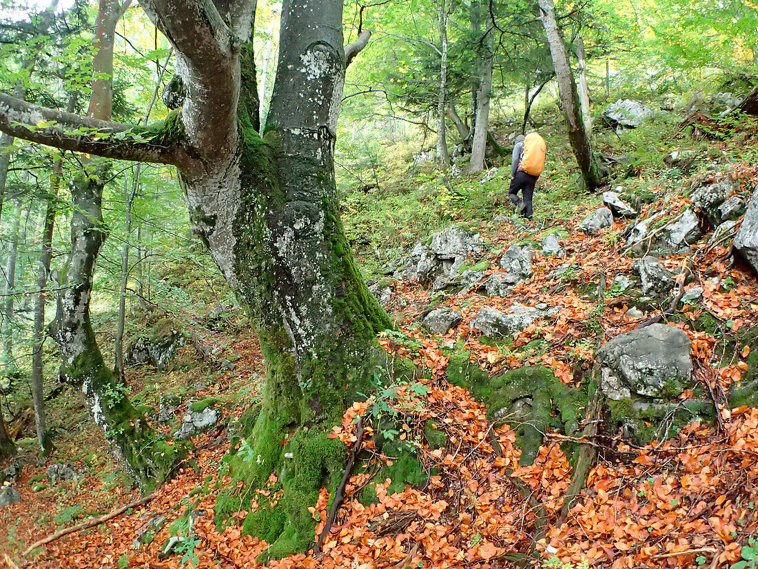 Austria,Styria,ENNSTAL Alps, Geseause national park,Lynx trail,a man wearing an orange backpack walks in front of a majestic beech,the ground is strewn with red leaves