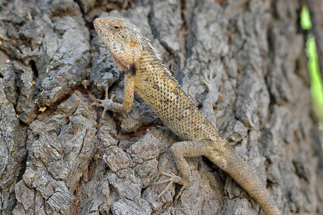 Sultanat Oman,Oman,DHOFAR,ein großer Leopard,Calotes versicolor,klettert an einem Baumstamm entlang