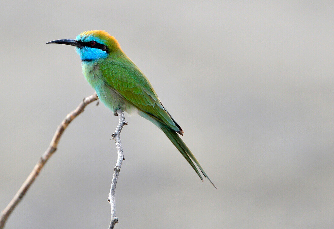 Sultanate of Oman,Oman,green bee-eater,Merops orientalis