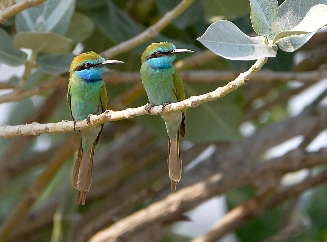 Sultanate of Oman,Oman,green bee-eater,Merops orientalis