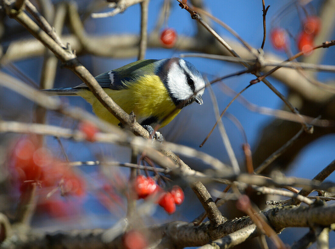 Austria,blue tit,Cyanistes caeruleus