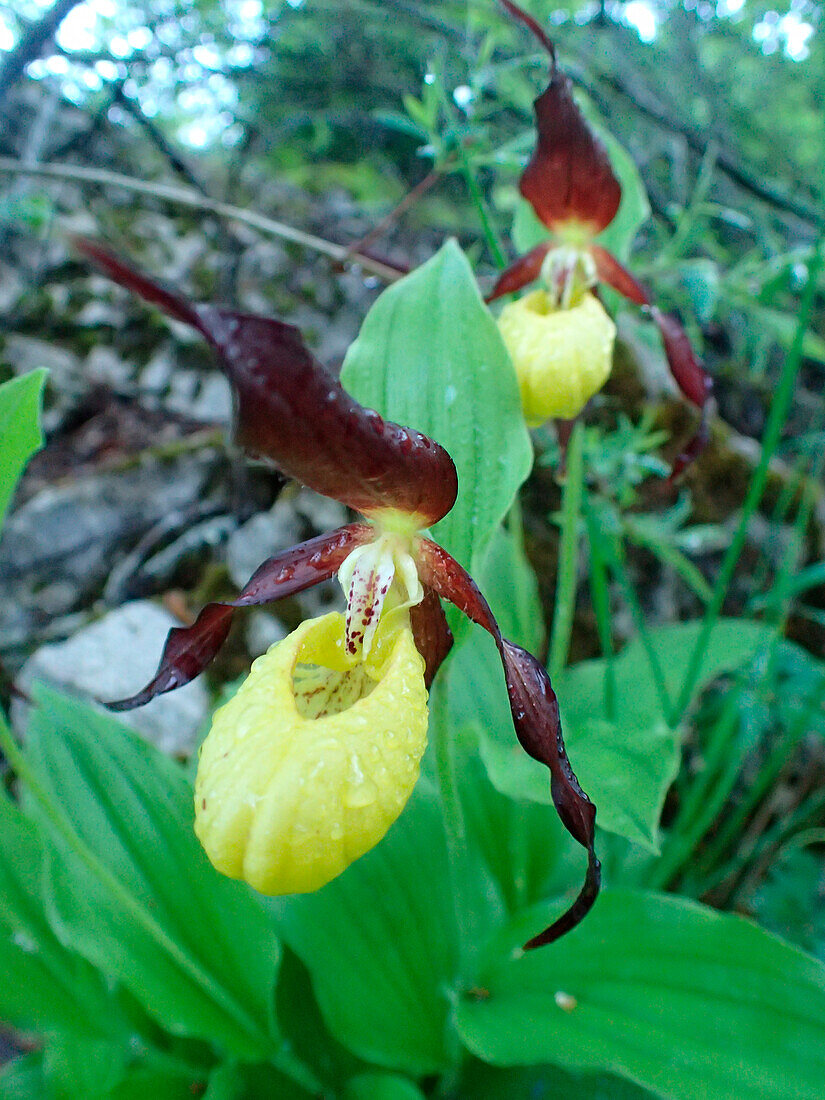 France,isere, Chartreuse,focus on a lady's slipper orchid,Cypripedium pubescens