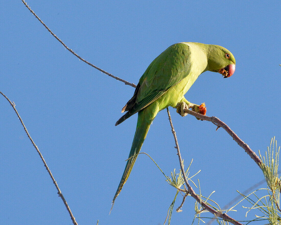 Sultanate of Oman,Oman,a rose ringed parakeet is eating a fruit