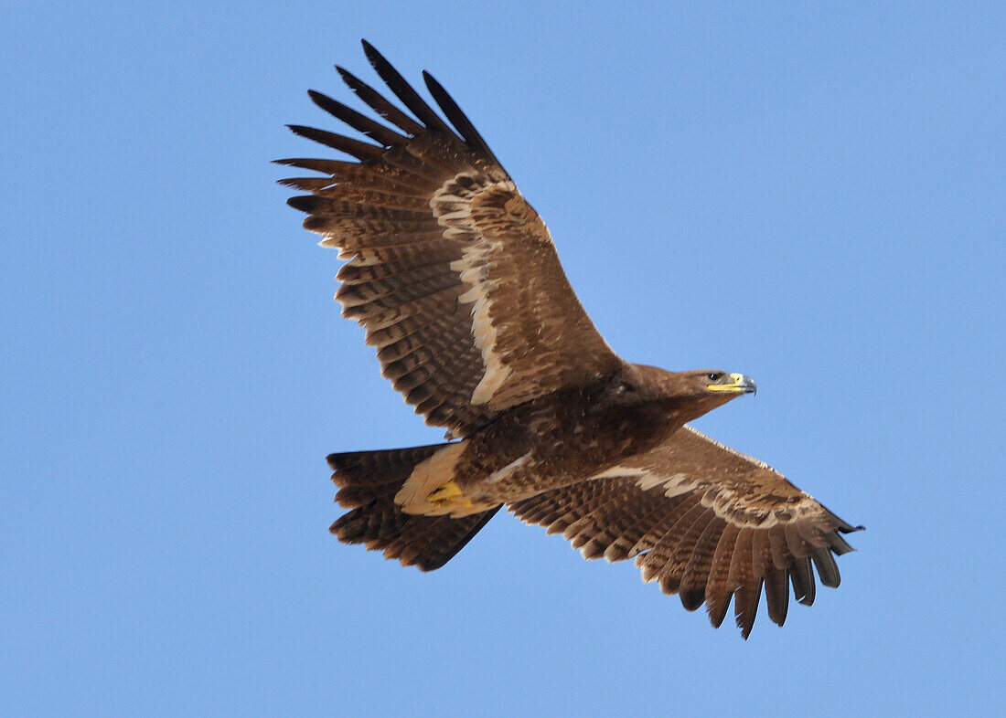 Sultanat Oman,Oman,DHOFAR, fliegender Steppenadler,Aquila nipalensis