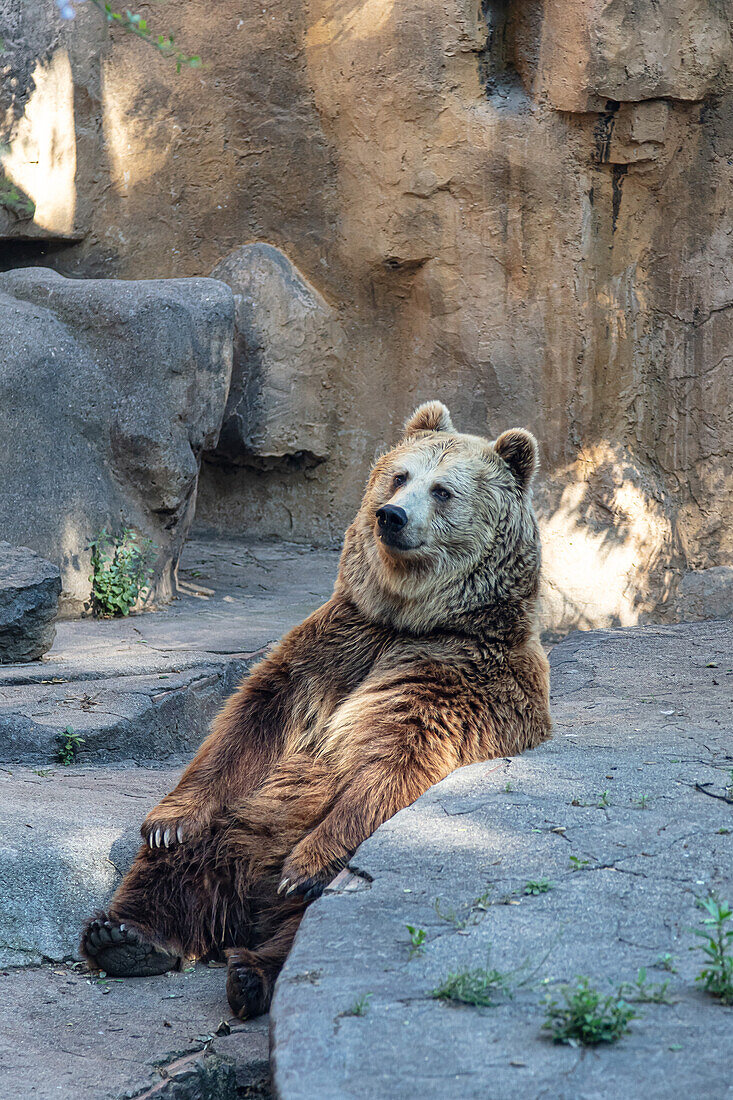 Loneliness of a brown bear sitting in his lair