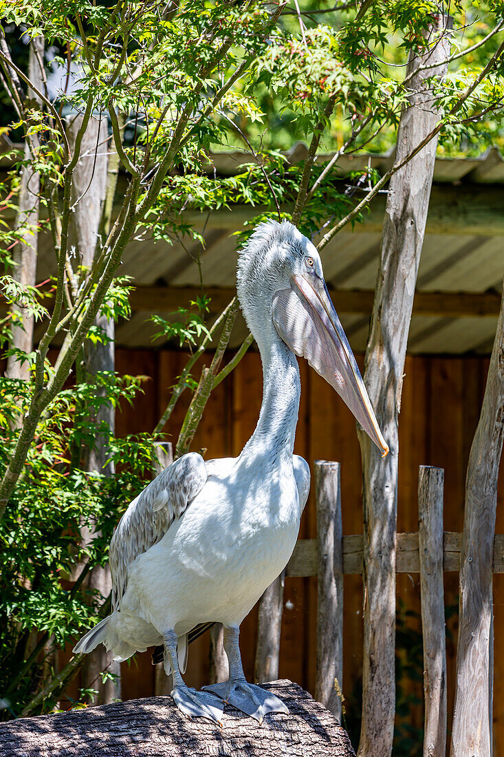 Fricnic pelican on a branch in the forest