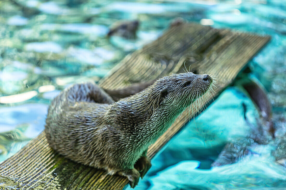 Porträt eines Fischotters auf einem Holzbrett, in einem Fluss