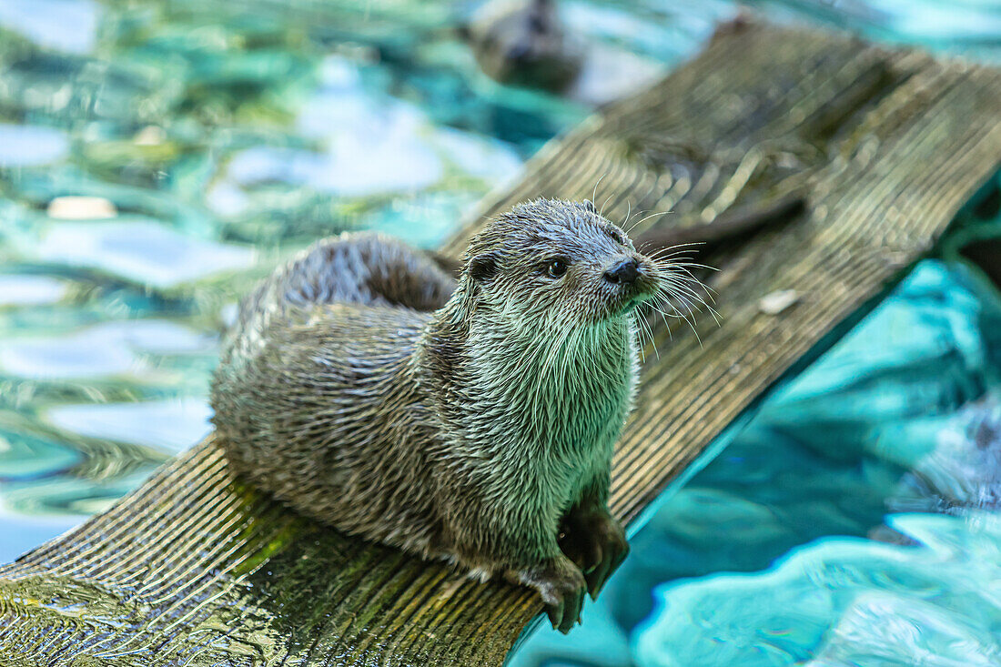 Porträt eines Fischotters auf einem Holzbrett, in einem Fluss