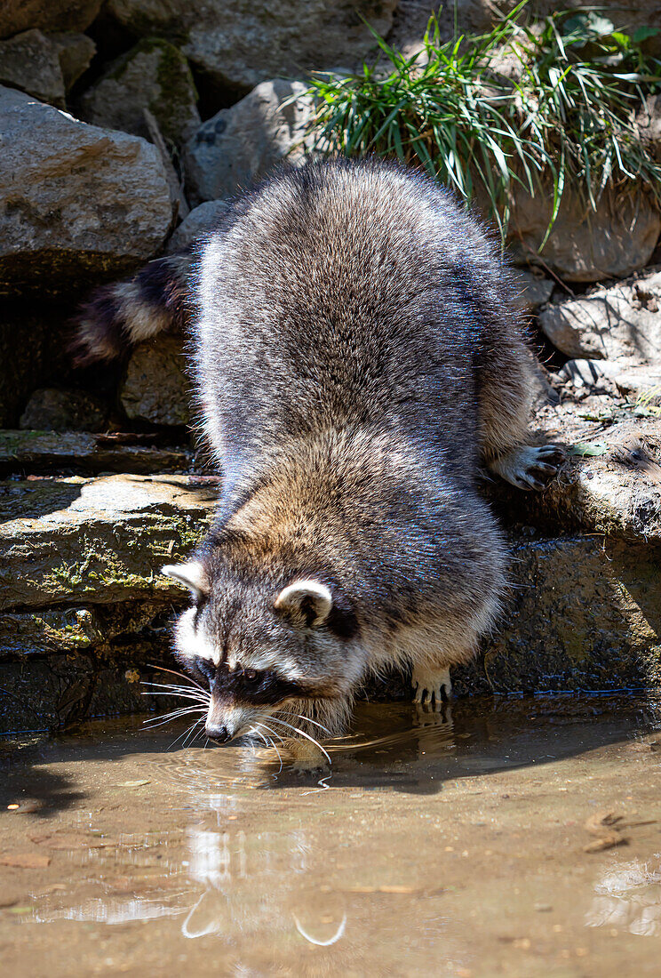 Porträt eines Waschbären beim Trinken im Wald