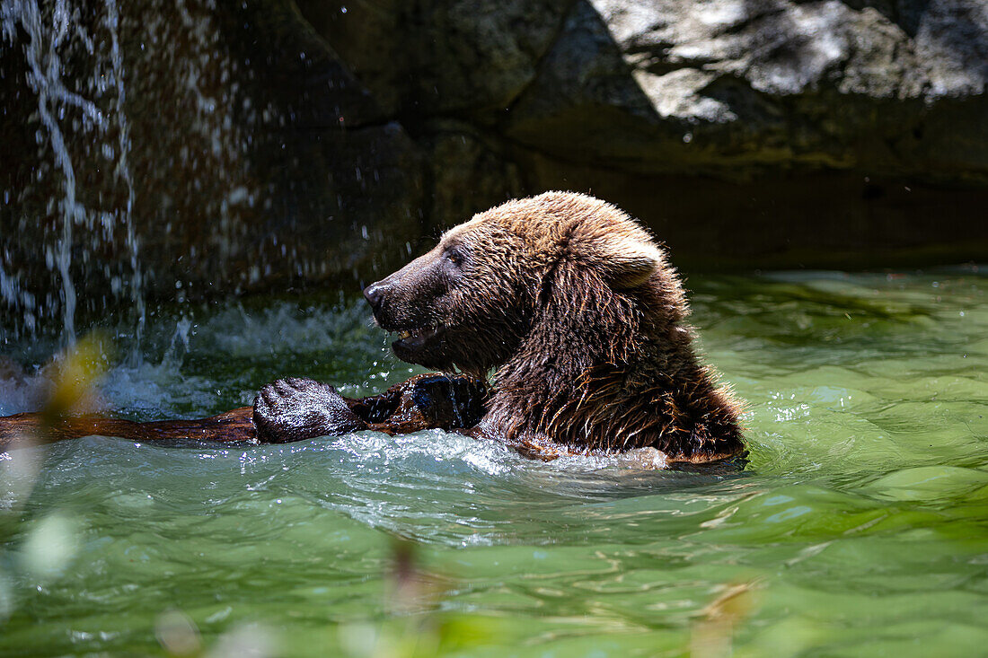 Portrait of a cub playing in the river