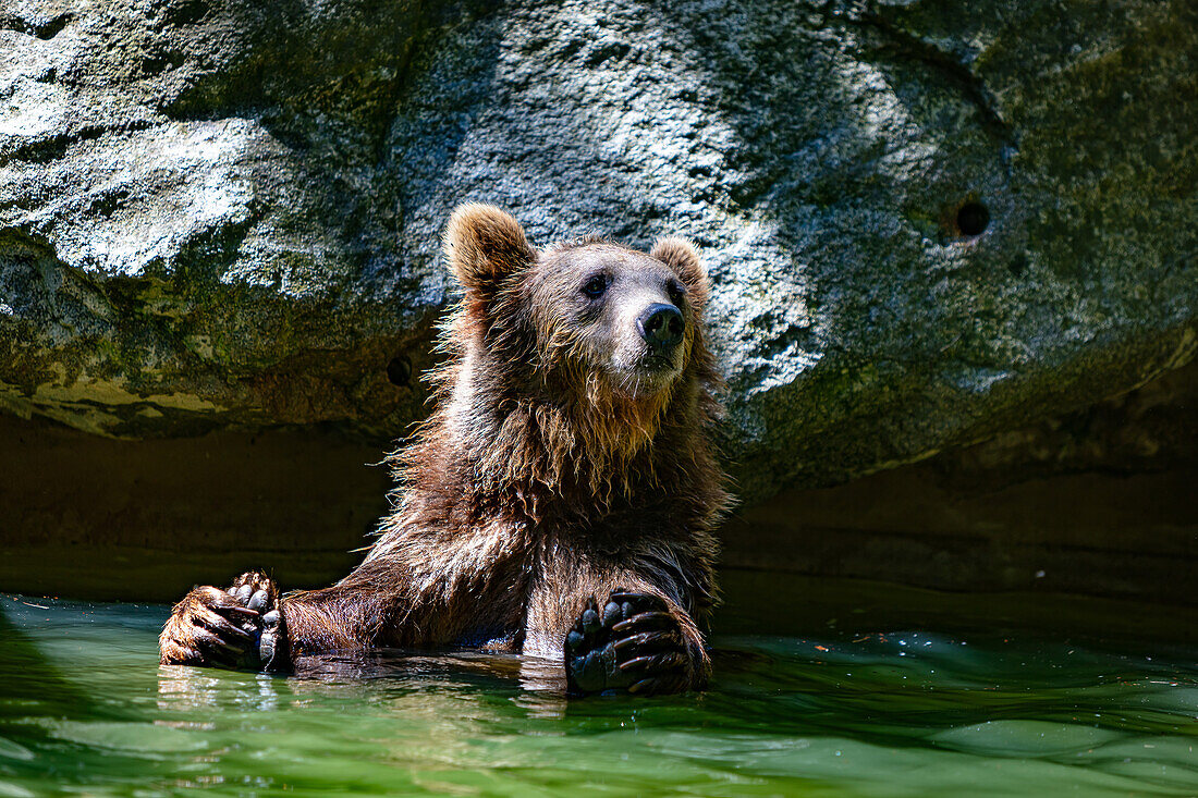 Portrait of a cub playing in the river