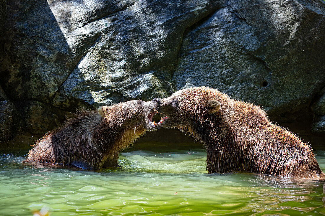 Two brown bears fighting in the river