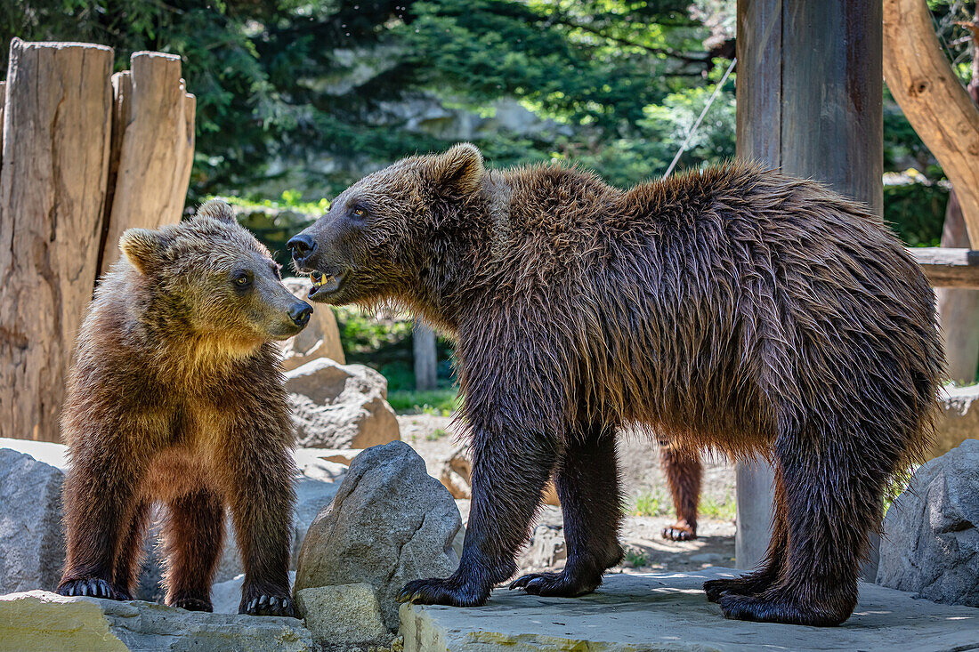 Brown bear cub with his mother