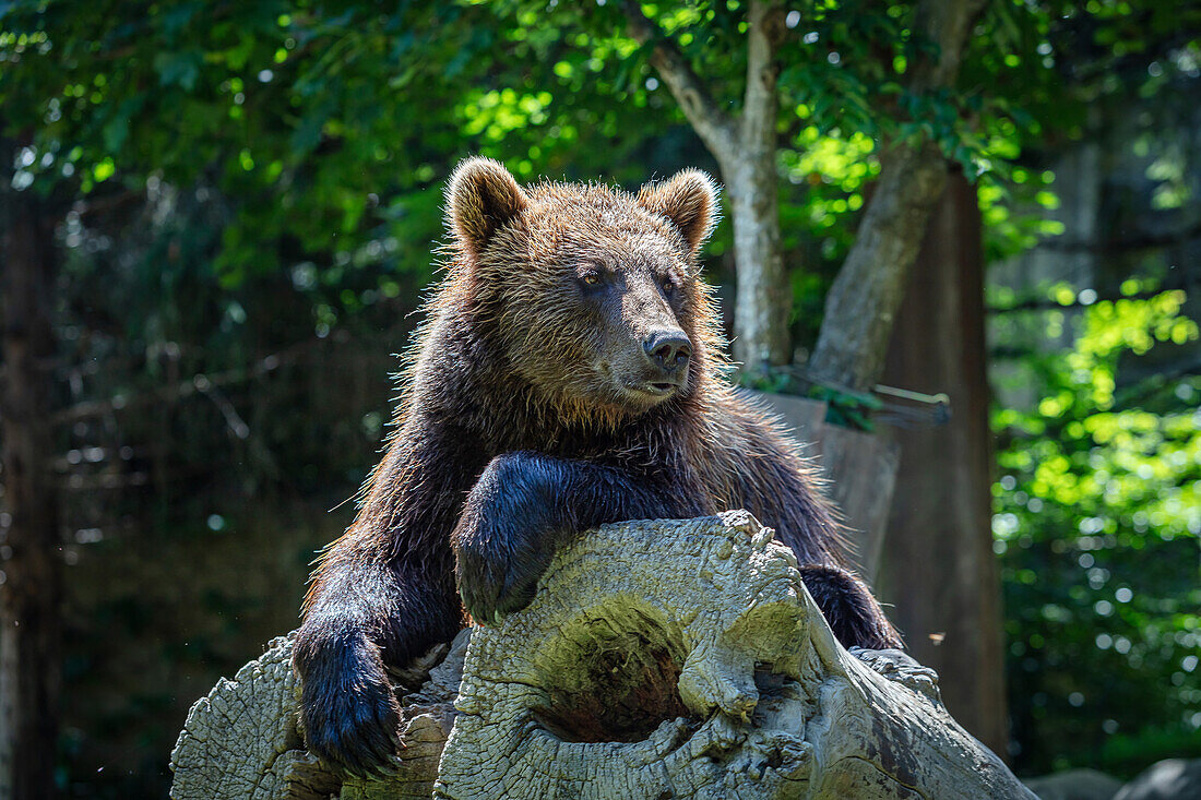 Brown bear cub on a tree trunk