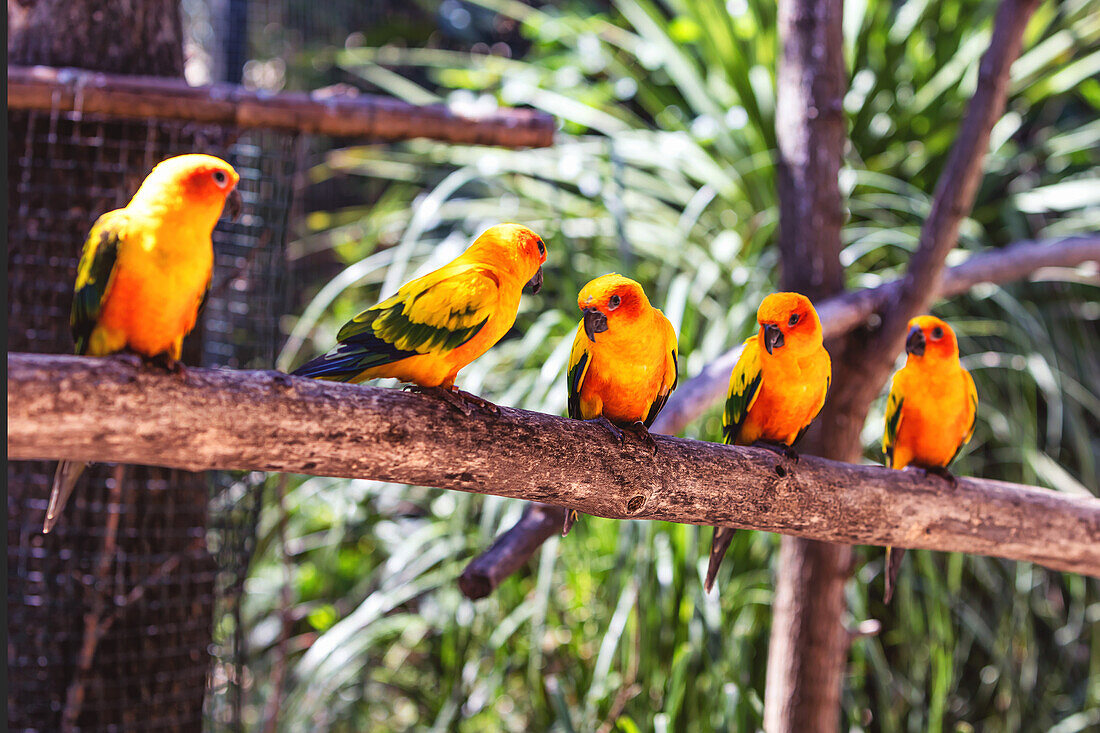 View of a group of Conure Sun parakeet