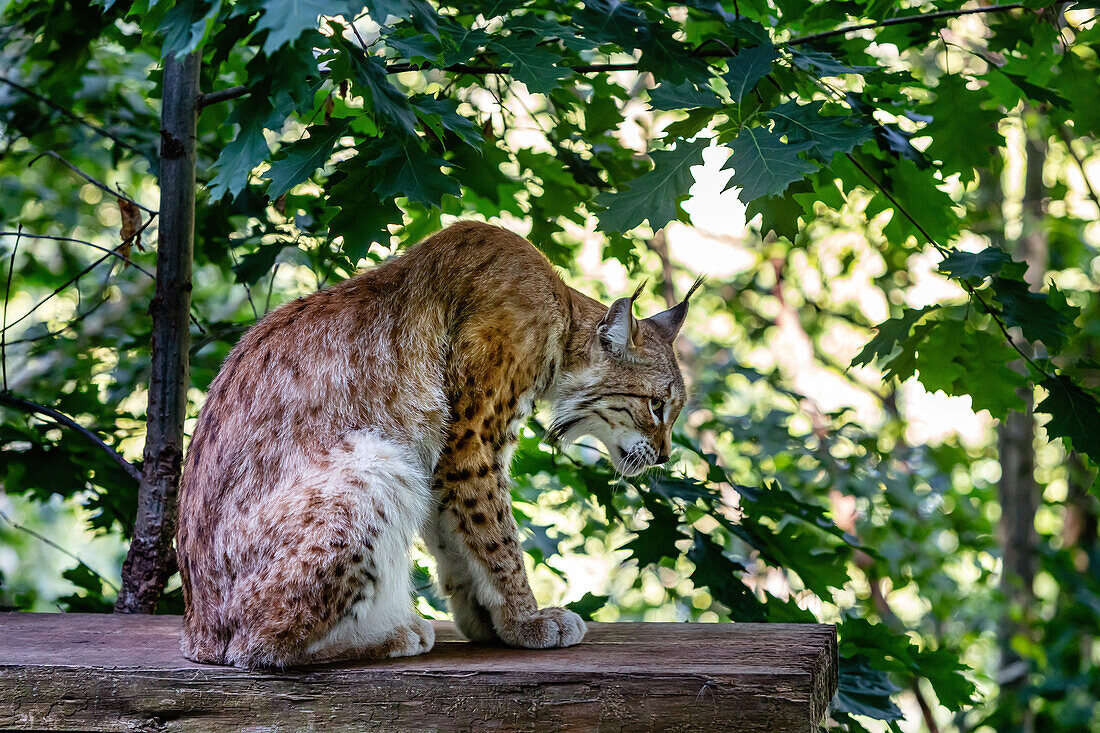 Portrait of a sitting lynx,profile