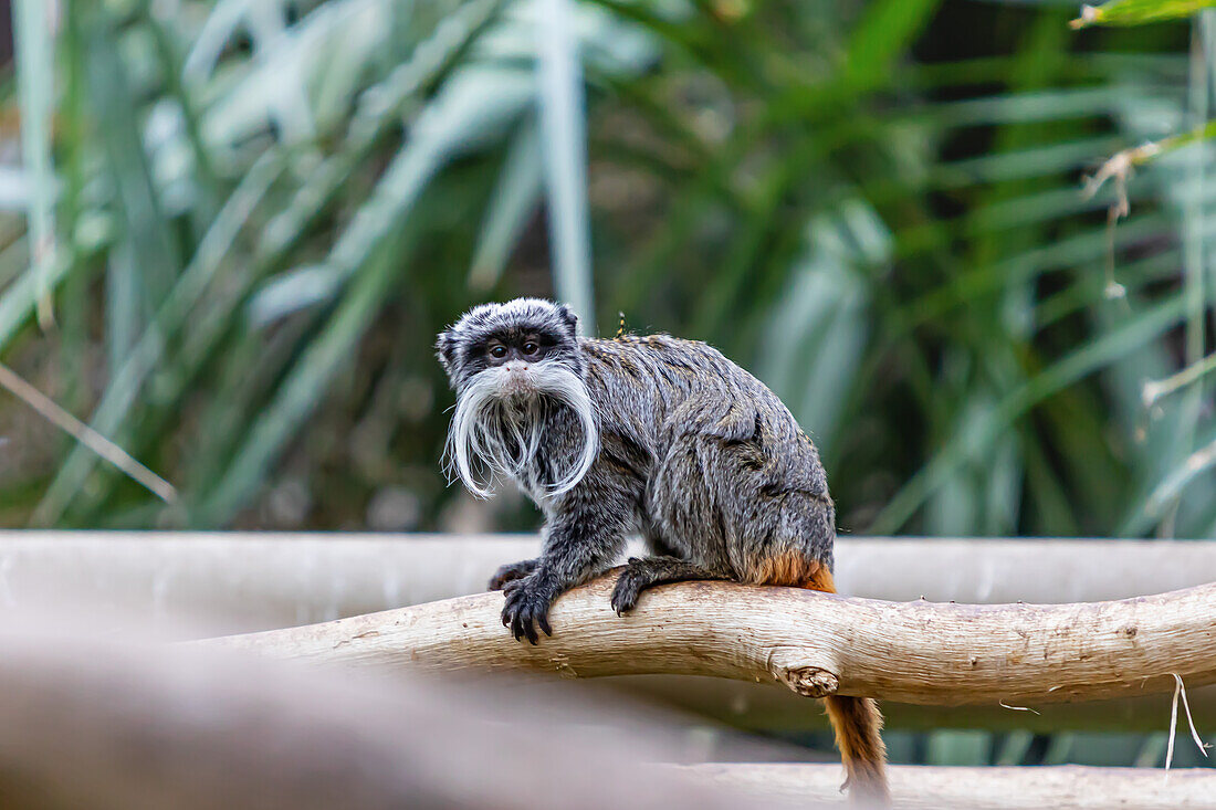 Tamarin-Kaiser auf einem Ast