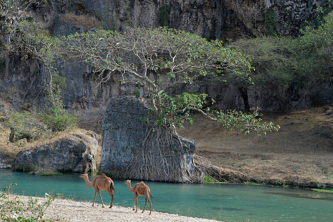 Sultanat Oman,Dhofar Region,Salalah,Wadi Darbat, 2 Kamele laufen entlang eines türkisgrünen Wadis