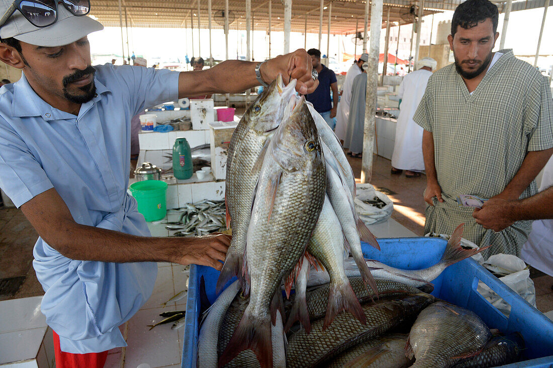 Sultanate of Oman,Batinah region,arabic men are negociating some fish at  the fish market of BARKA