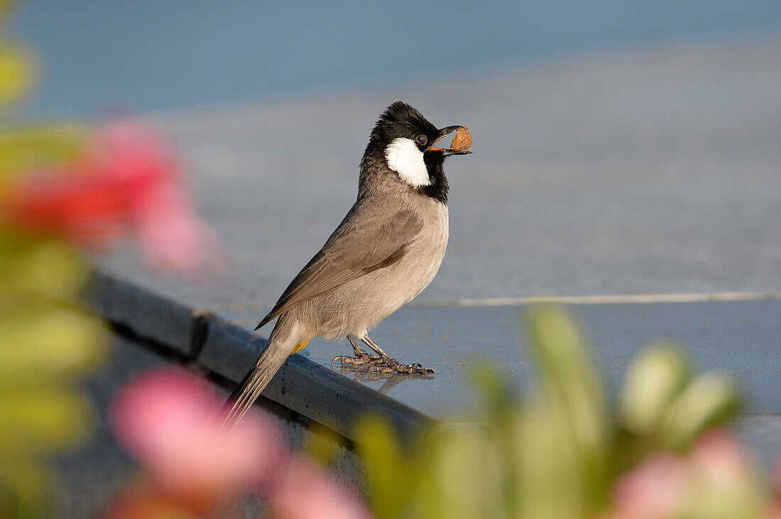 Sultanate of Oman,Oman,White-eared Bulbul,Pycnonotus leucotis