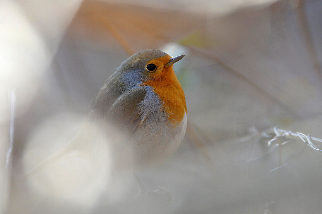 France,Erithacus rubecula ,European Robin