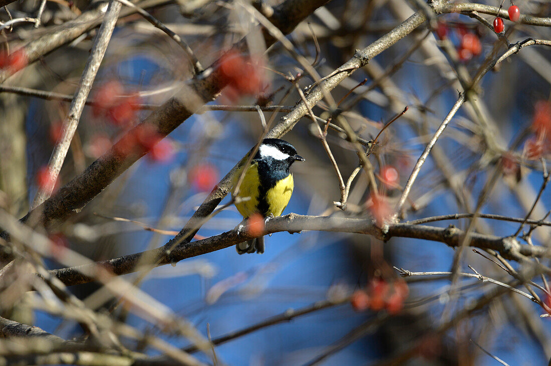 Frankreich,Kohlmeise,Parus major