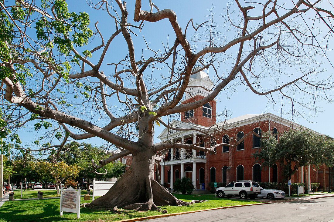 USA. Florida. The Keys. Key West. Historic and tourist center. Court of Justice on the right. On the left a kapok tree.