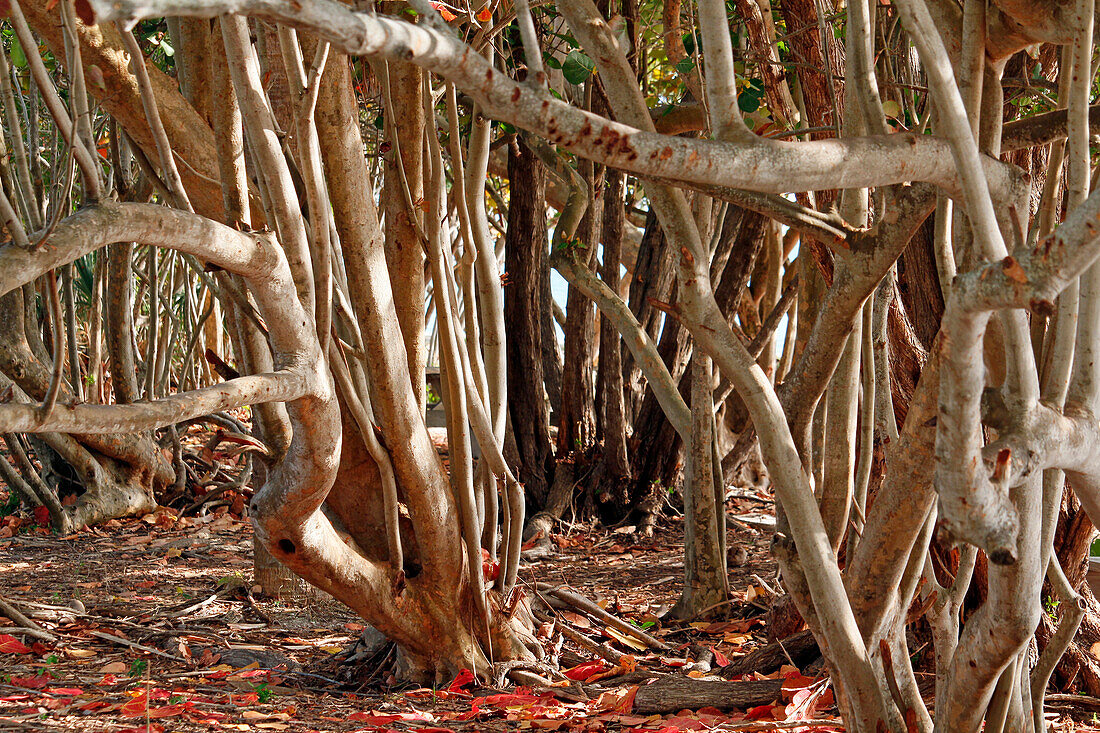 USA. Florida. Miami. Key Biscayne. Bill Baggs Cape Florida State Park. Mangrove. Mangroves.