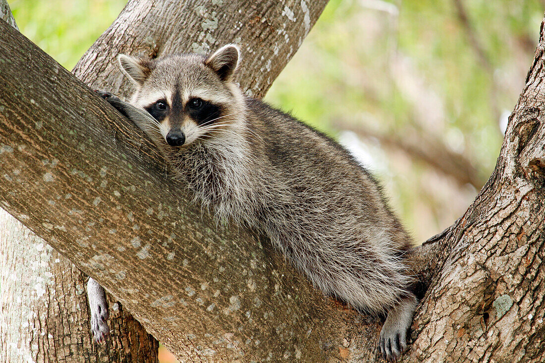 USA. Florida. Miami. Key Biscayne. Bill Baggs Cape Florida State Park. Close-up of a raccoon on a tree.