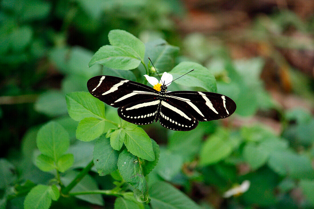 USA. Florida. Miami. Key Biscayne. Bill Baggs Cape Florida State Park. Butterfly Zebra (Heliconius charithonia).