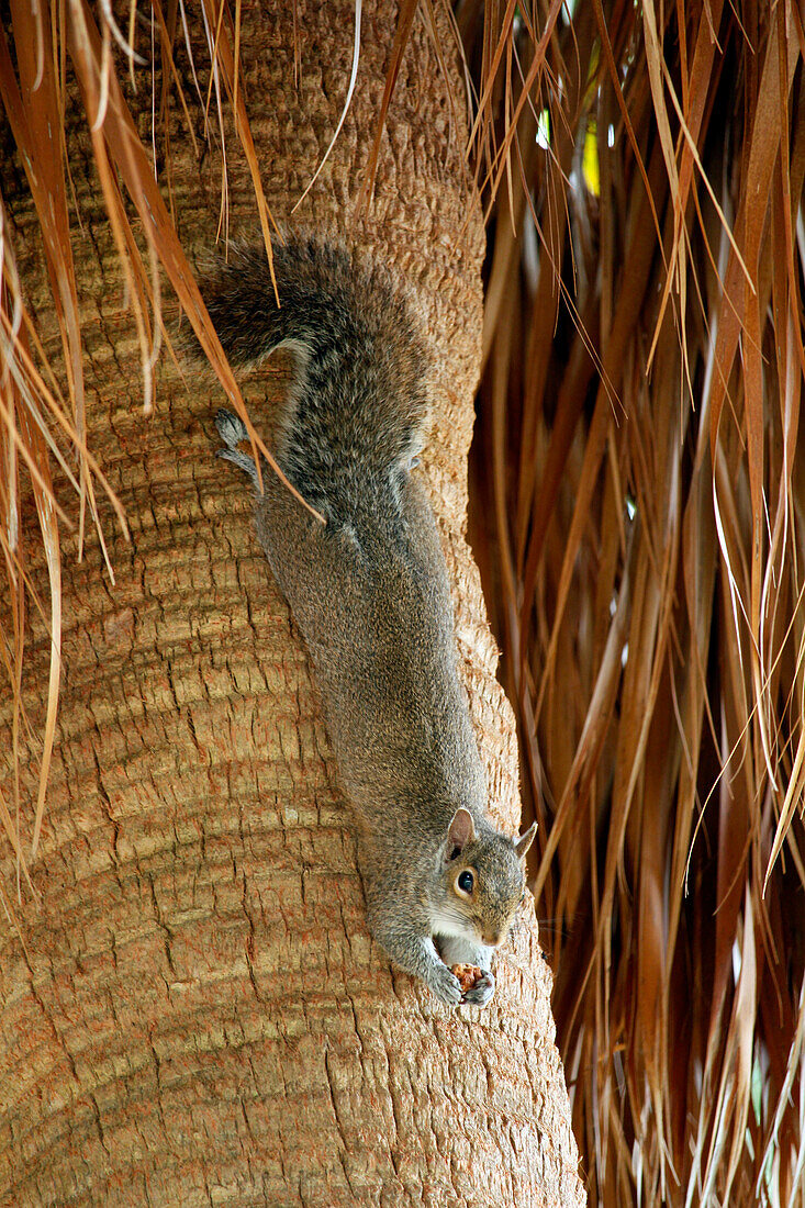 USA. Florida. Miami. Key Biscayne. Bill Baggs Cape Florida State Park. Eichhörnchen in einer Palme fressend.